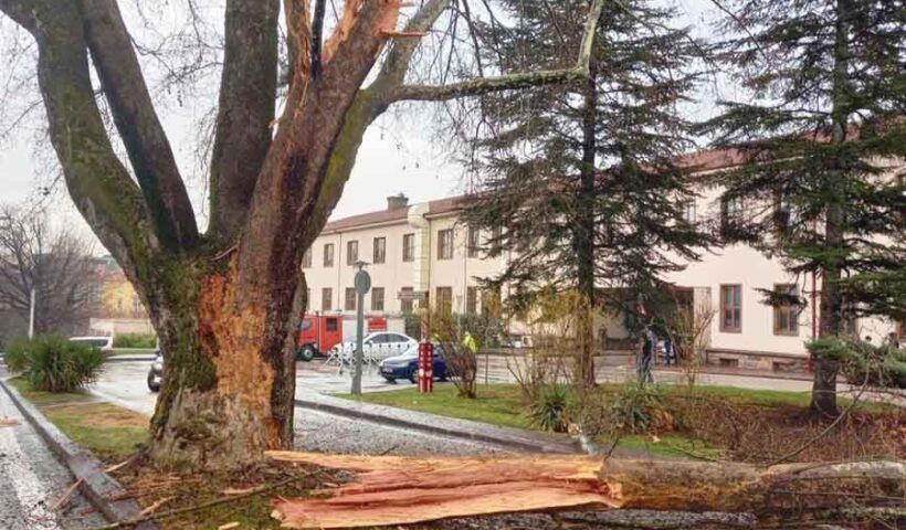 Ankara, lightning splits tree in Turkish parliament