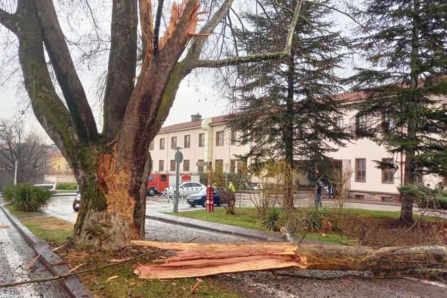 Ankara, lightning splits tree in Turkish parliament