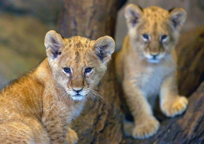 Istanbul, lion cubs in a zoo