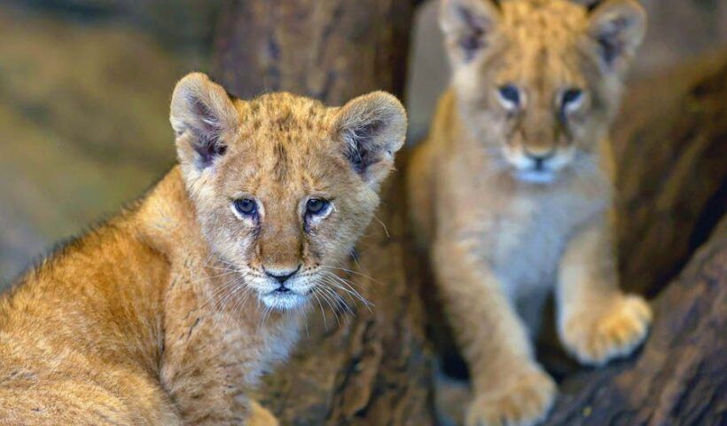 Istanbul, lion cubs in a zoo