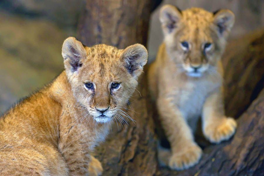 Istanbul, lion cubs in a zoo