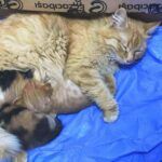 Turkey, cat takes her kittens to a medical clinic