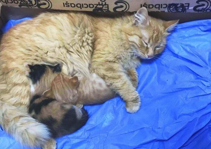 Turkey, cat takes her kittens to a medical clinic