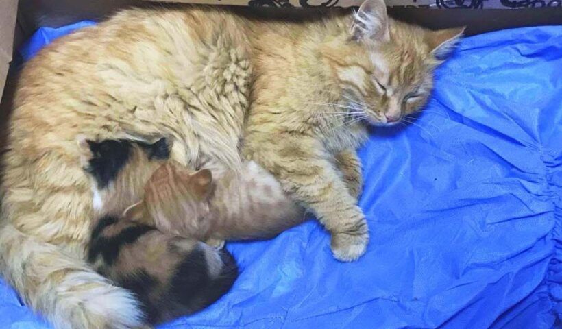 Turkey, cat takes her kittens to a medical clinic