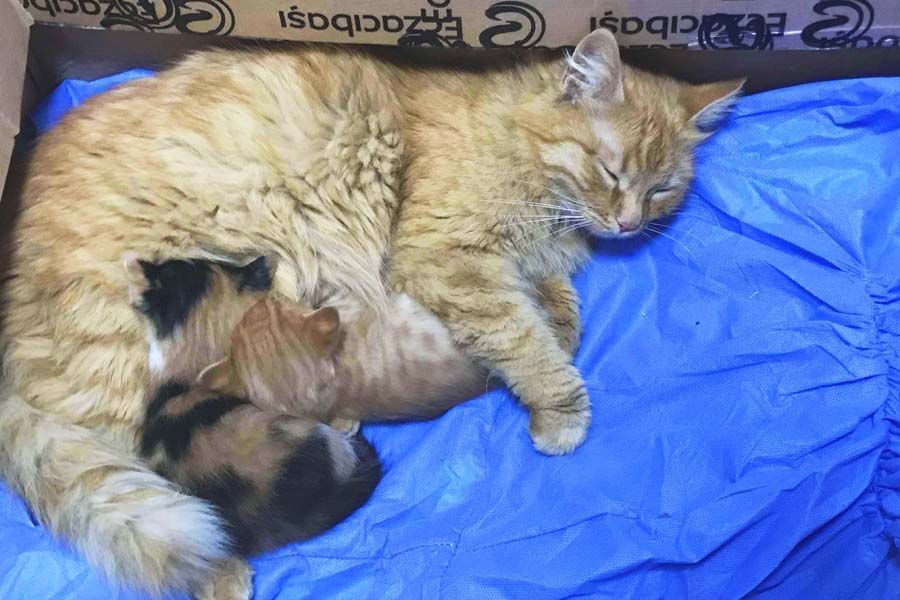 Turkey, cat takes her kittens to a medical clinic