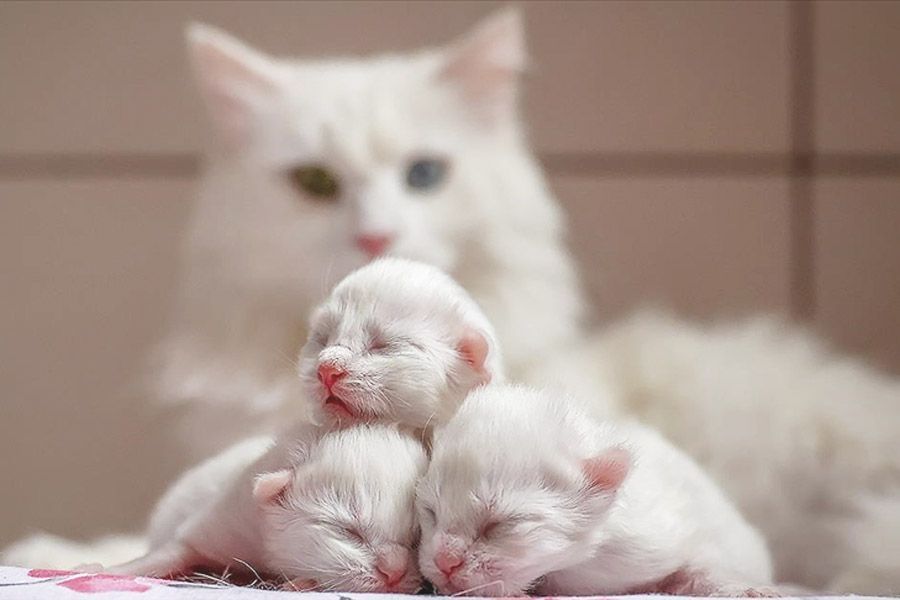 Turkey, first Van cats of 2021