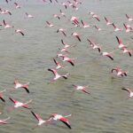 Turkey, flamingos show in spring