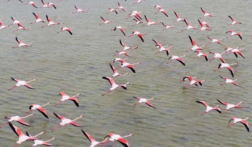 Turkey, flamingos show in spring