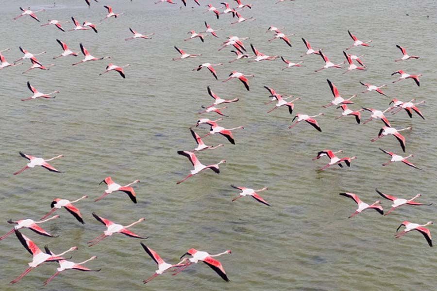 Turkey, flamingos show in spring