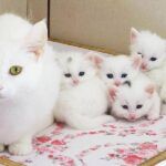 Turkey, Van cat kittens