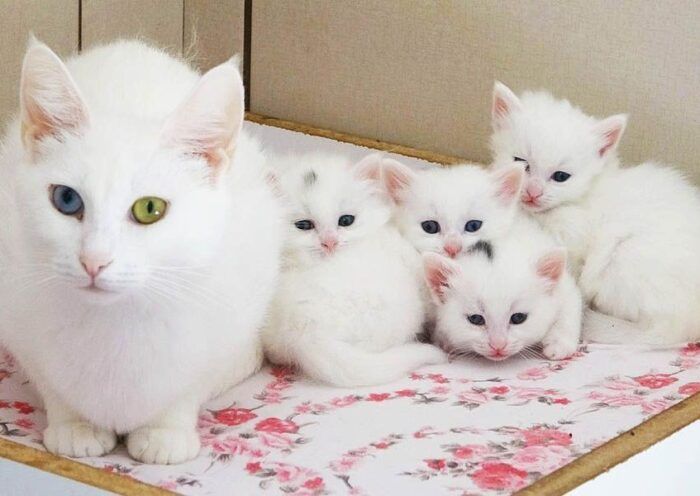 Turkey, Van cat kittens