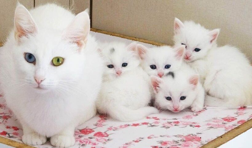 Turkey, Van cat kittens