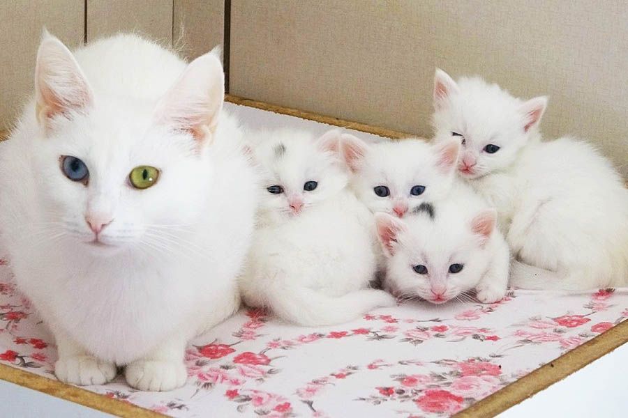 Turquía, gatitos, gatos de Van