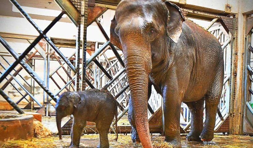 Turkey, baby elephant at a zoo in İzmir