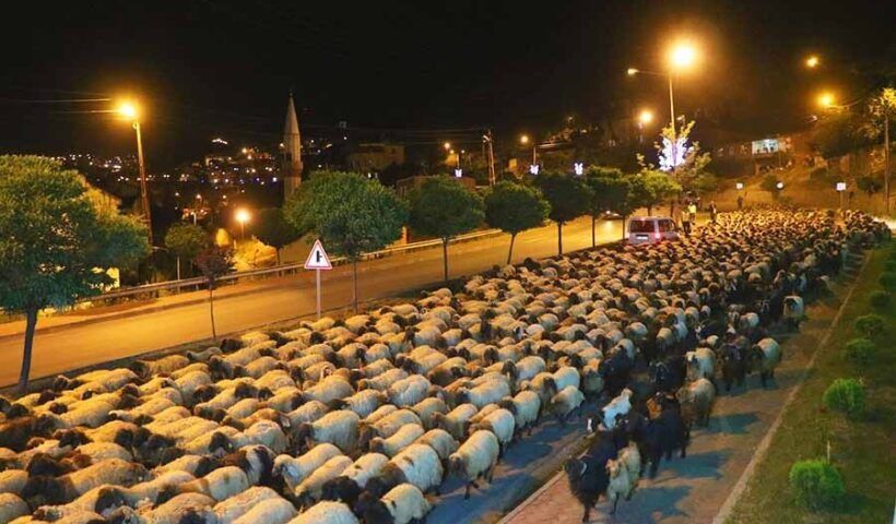 Turkey, police scort sheep