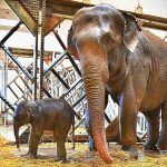 Turquía, bebé elefante en un zoo de İzmir