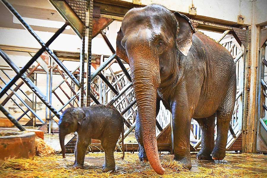 Turquía, bebé elefante en un zoo de İzmir