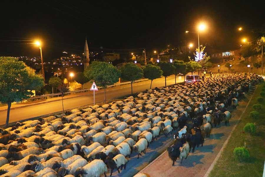 Turquía, la policía escolta miles de ovejas