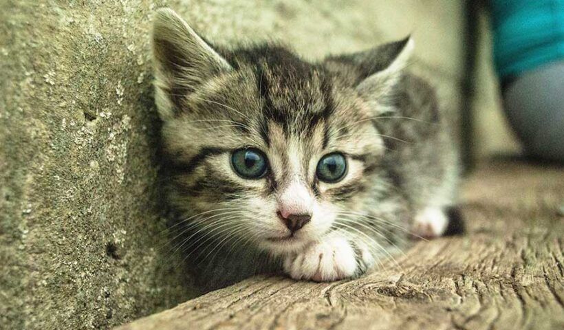 cat, frightened kitten