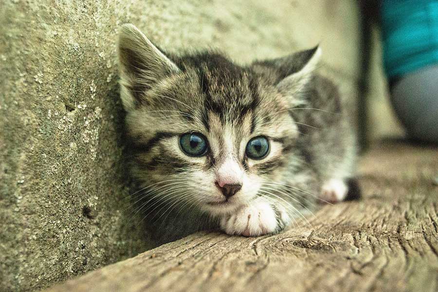 cat, frightened kitten