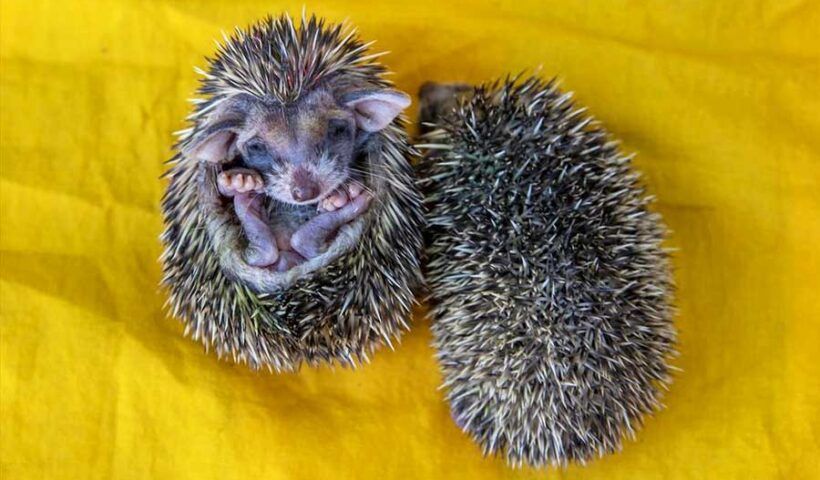 Turkey, family cares of orphaned hedgehog calves