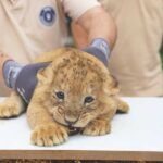Turkey, lion cub in the Bursa zoo