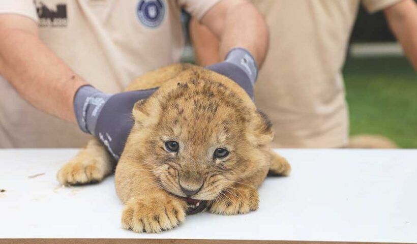 Turkey, lion cub in the Bursa zoo