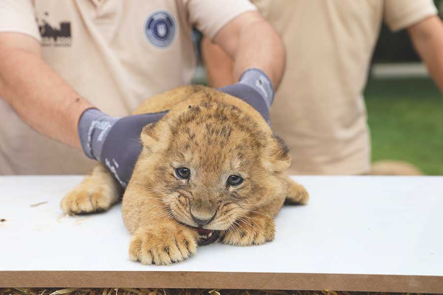Turkey, lion cub in the Bursa zoo