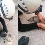 Turkey, firefighter saves cat with heart massage