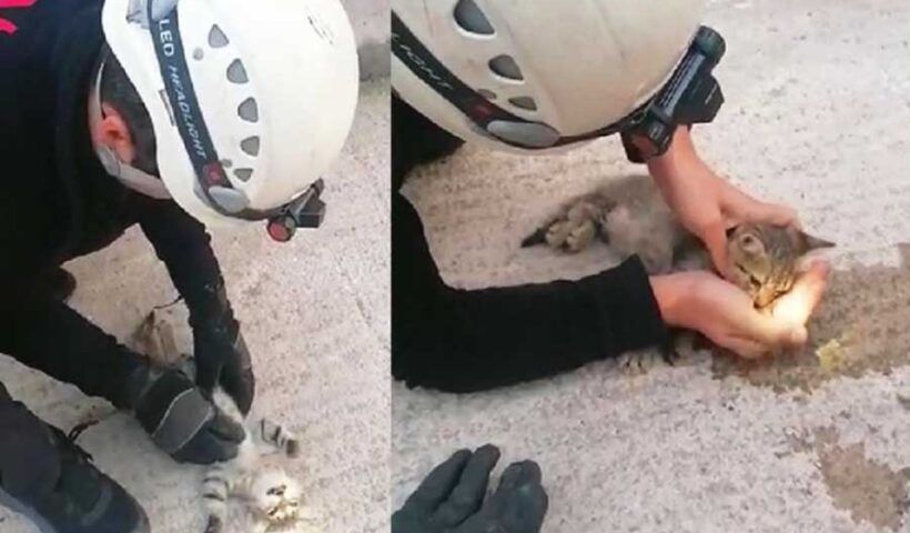 Turkey, firefighter saves cat with heart massage