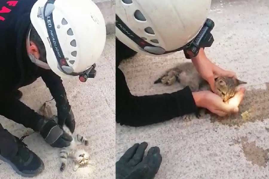 Turkey, firefighter saves cat with heart massage