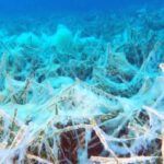 Turkey, sea snot on the seabed of the Sea of Marmara