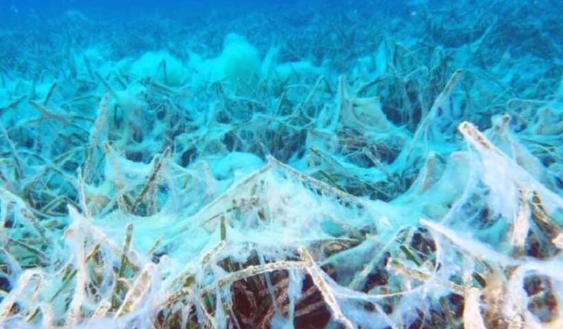 Turkey, sea snot on the seabed of the Sea of Marmara