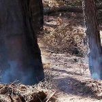 Turquía, humo en los bosques quemados por los incendios