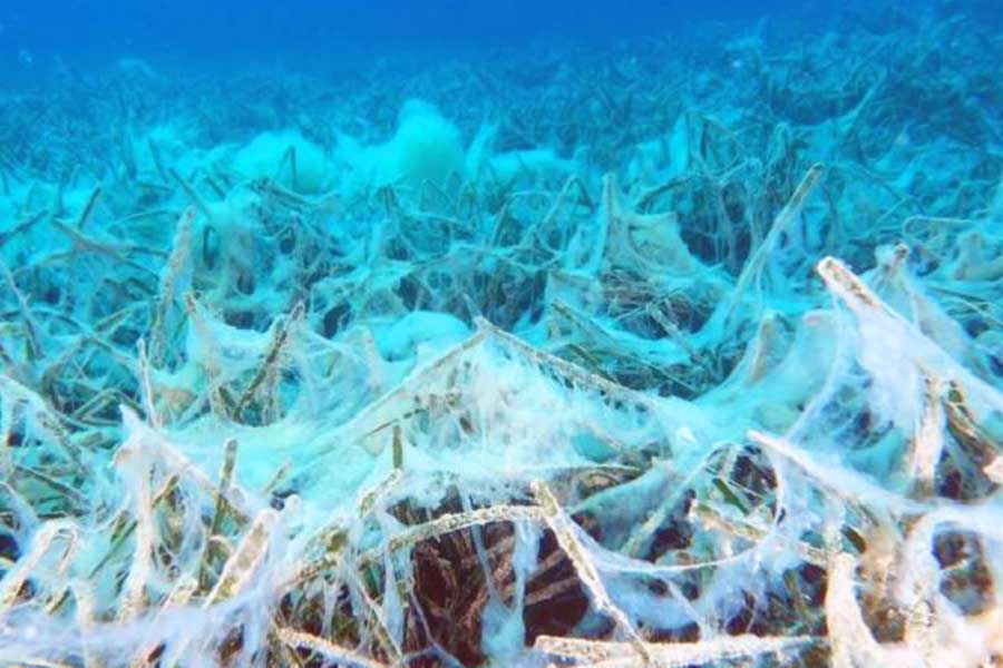 Turquía, mucílago marino en el fondo del Mar de Mármara