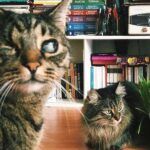 Turkey, court gives custody of cats to woman