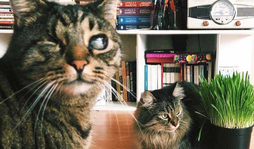 Turkey, court gives custody of cats to woman