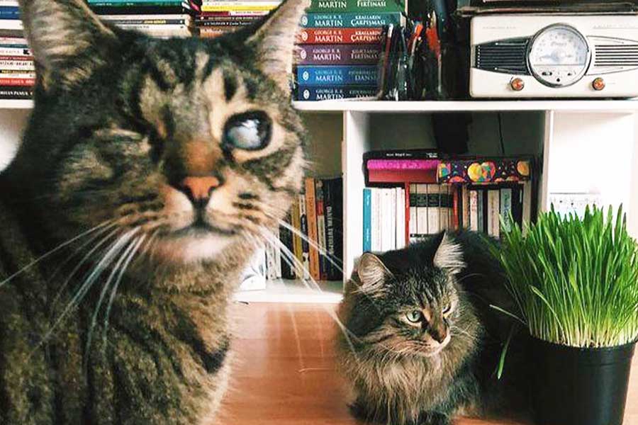 Turkey, court gives custody of cats to woman