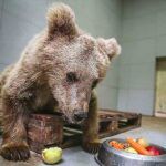 Turkey, veterinarians get blind bear cub to see again