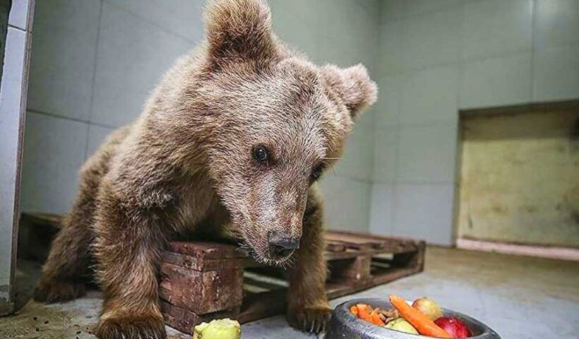 Turkey, veterinarians get blind bear cub to see again