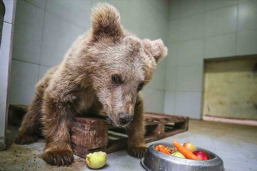 Turkey, veterinarians get blind bear cub to see again