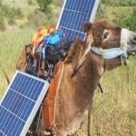burro con energía solar