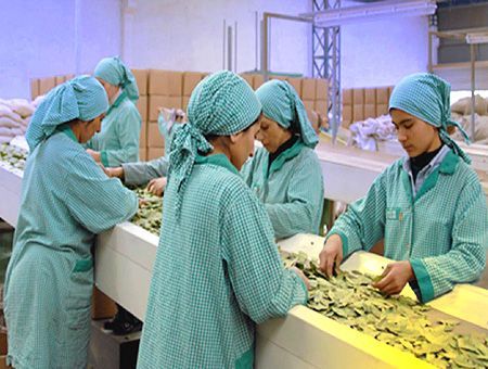mujeres, empleo en una fábrica, industria