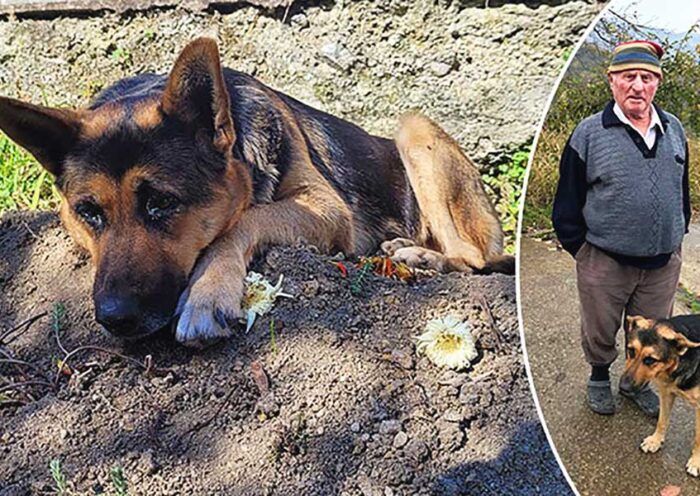 Turkey, adopted dog does not leave his owner's grave