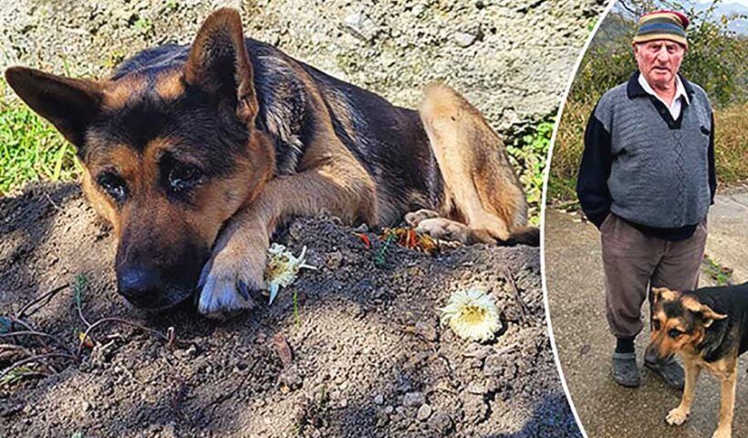 Turkey, adopted dog does not leave his owner's grave