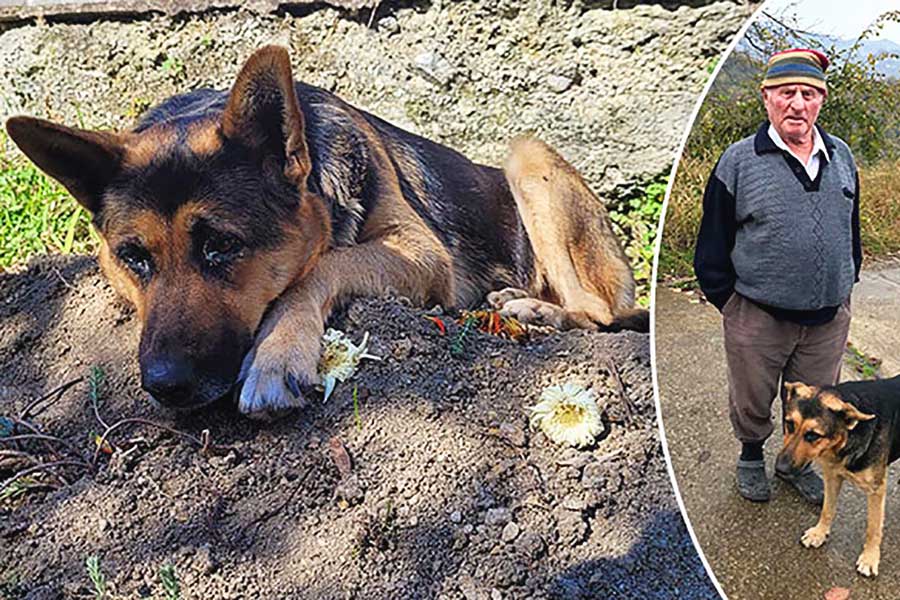Turkey, adopted dog does not leave his owner's grave