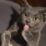 Turkey, cat with four ears