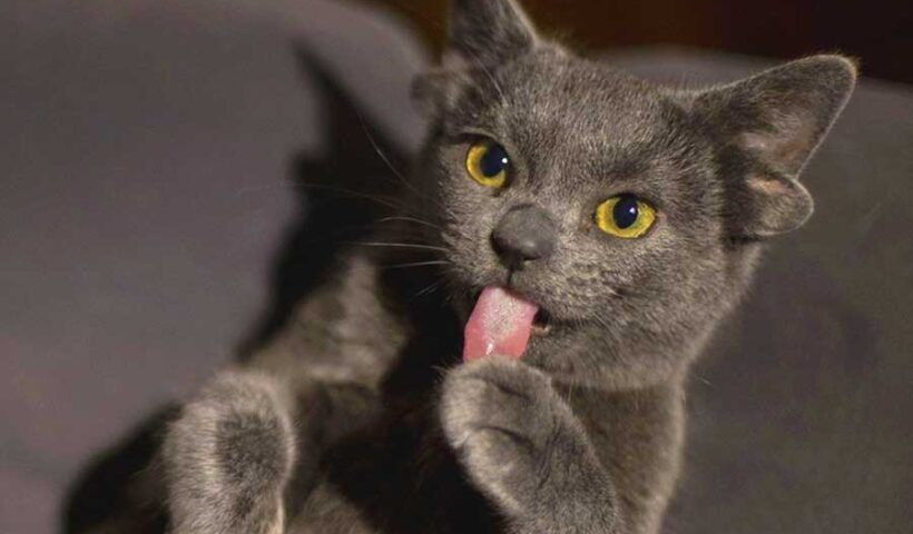 Turkey, cat with four ears