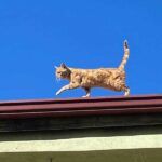 Turkey, cat living in a roof