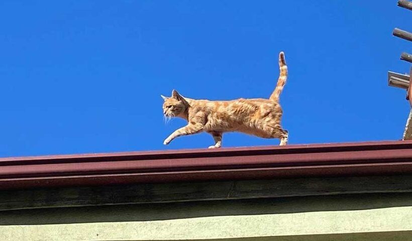 Turkey, cat living in a roof